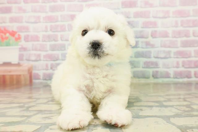 東京都のビションフリーゼ (Coo&RIKU中野サンモール店/2025年10月29日生まれ/男の子/ホワイト)の子犬の1枚目の画像