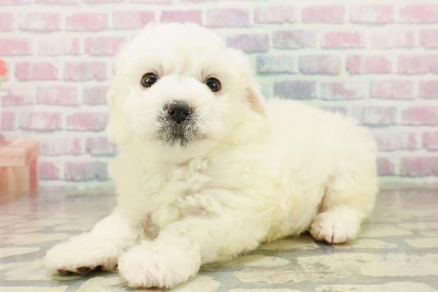 東京都のビションフリーゼ (Coo&RIKU中野サンモール店/2025年10月29日生まれ/男の子/ホワイト)の子犬の2枚目の画像