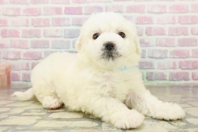 東京都のビションフリーゼ (Coo&RIKU中野サンモール店/2025年10月29日生まれ/男の子/ホワイト)の子犬の3枚目の画像