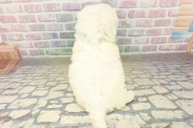 東京都のビションフリーゼ (Coo&RIKU中野サンモール店/2025年10月29日生まれ/男の子/ホワイト)の子犬の4枚目の画像