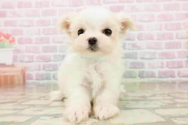 神奈川県のマルチーズ (Coo&RIKU相模原店/2025年11月2日生まれ/男の子/ホワイト)の子犬