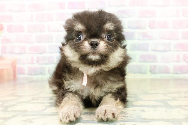 群馬県のチワワ(ロング) (Coo&RIKU伊勢崎店/2025年11月1日生まれ/女の子/ブラックタンホワイト)の子犬の1枚目の画像