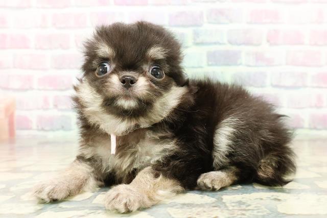 群馬県のチワワ(ロング) (Coo&RIKU伊勢崎店/2025年11月1日生まれ/女の子/ブラックタンホワイト)の子犬の2枚目の画像