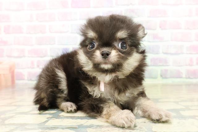 群馬県のチワワ(ロング) (Coo&RIKU伊勢崎店/2025年11月1日生まれ/女の子/ブラックタンホワイト)の子犬の3枚目の画像