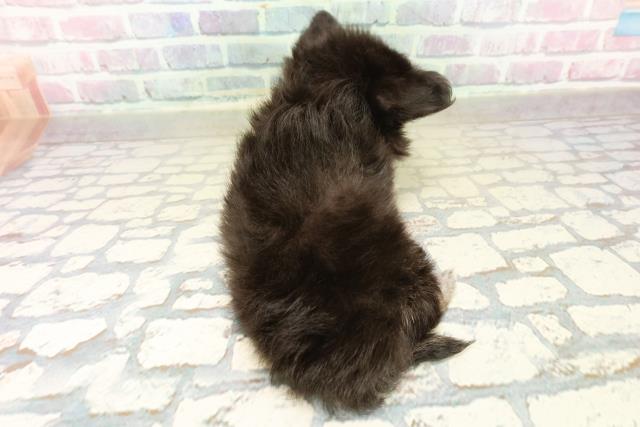 群馬県のチワワ(ロング) (Coo&RIKU伊勢崎店/2025年11月1日生まれ/女の子/ブラックタンホワイト)の子犬の4枚目の画像