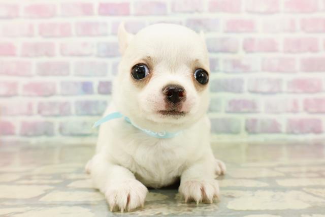 群馬県のチワワ(スムース) (Coo&RIKU前橋店/2025年11月3日生まれ/男の子/クリーム)の子犬