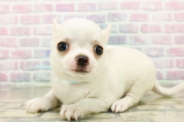 群馬県のチワワ(スムース) (Coo&RIKU前橋店/2025年11月3日生まれ/男の子/クリーム)の子犬の2枚目の画像