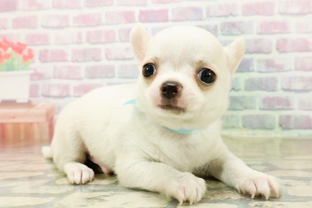 群馬県のチワワ(スムース) (Coo&RIKU前橋店/2025年11月3日生まれ/男の子/クリーム)の子犬の3枚目の画像