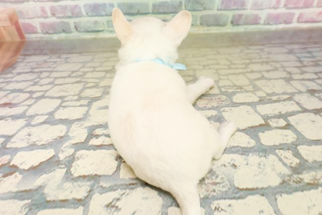 群馬県のチワワ(スムース) (Coo&RIKU前橋店/2025年11月3日生まれ/男の子/クリーム)の子犬の4枚目の画像