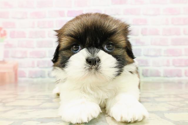 神奈川県のシーズー (Coo&RIKU藤沢店/2025年11月3日生まれ/女の子/ホワイトゴールド)の子犬