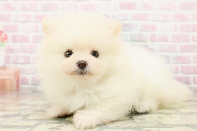 群馬県のポメラニアン (Coo&RIKU前橋店/2025年11月1日生まれ/男の子/クリーム)の子犬の2枚目の画像