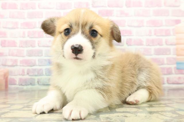 神奈川県のウェルシュコーギーペンブローク (Coo&RIKU藤沢店/2025年11月2日生まれ/男の子/レッドホワイト)の子犬の2枚目の画像