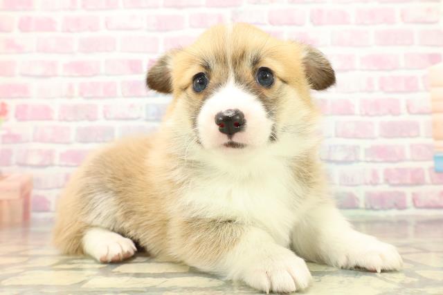 神奈川県のウェルシュコーギーペンブローク (Coo&RIKU藤沢店/2025年11月2日生まれ/男の子/レッドホワイト)の子犬の3枚目の画像