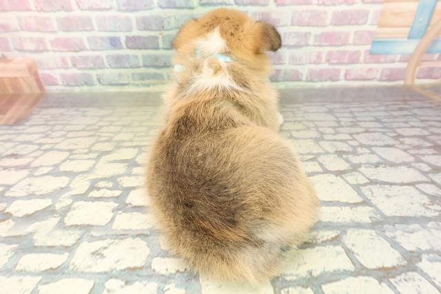 神奈川県のウェルシュコーギーペンブローク (Coo&RIKU藤沢店/2025年11月2日生まれ/男の子/レッドホワイト)の子犬の4枚目の画像