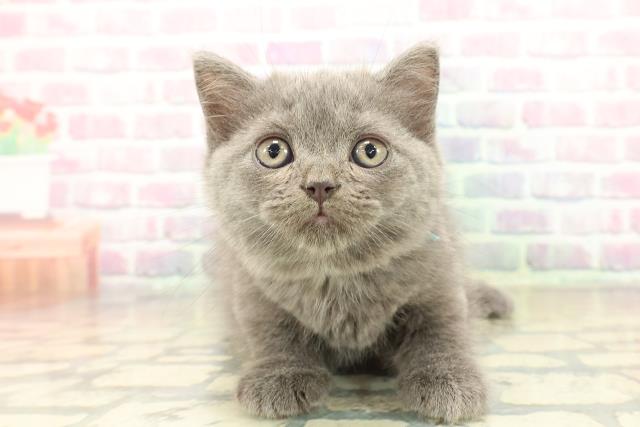 マンチカン（長足）