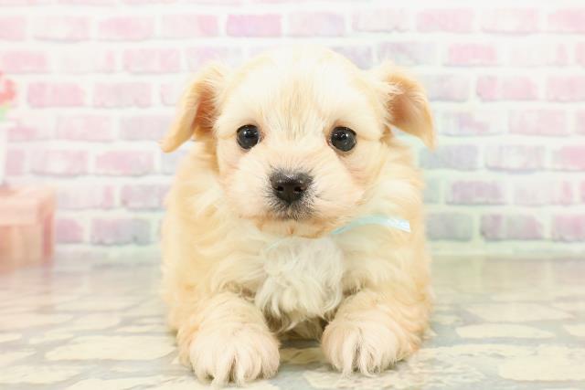 東京都のチワプー/プーチー(チワワ×プードル) (Coo&RIKU池袋西口店/2025年11月2日生まれ/男の子/クリーム)の子犬の1枚目の画像
