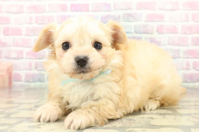 東京都のチワプー/プーチー(チワワ×プードル) (Coo&RIKU池袋西口店/2025年11月2日生まれ/男の子/クリーム)の子犬の2枚目の画像