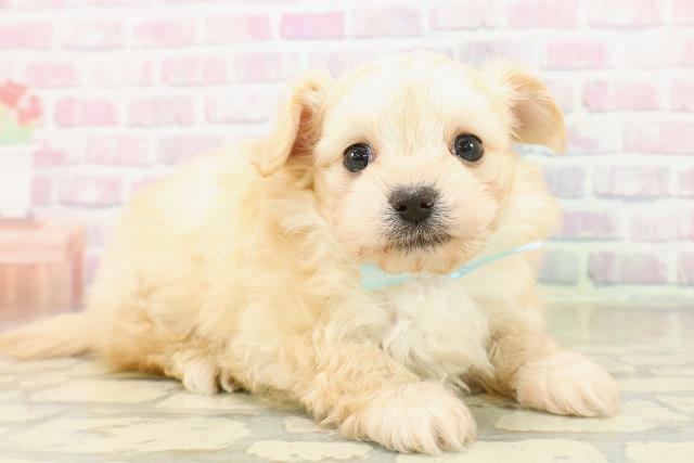 東京都のチワプー/プーチー(チワワ×プードル) (Coo&RIKU池袋西口店/2025年11月2日生まれ/男の子/クリーム)の子犬の3枚目の画像