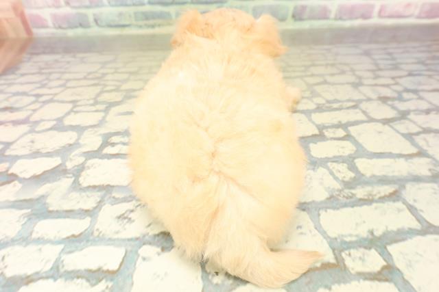 東京都のチワプー/プーチー(チワワ×プードル) (Coo&RIKU池袋西口店/2025年11月2日生まれ/男の子/クリーム)の子犬の4枚目の画像