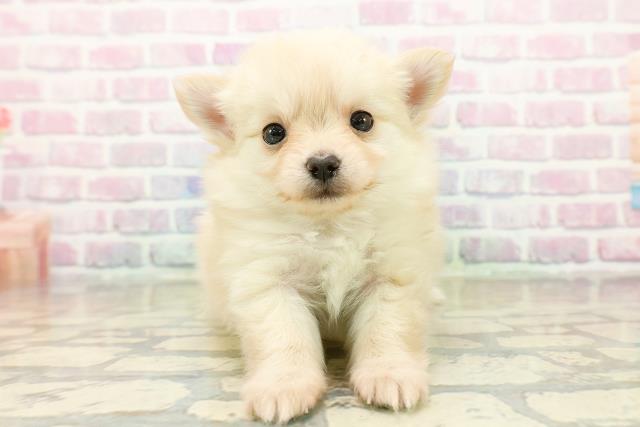 東京都のチワプー/プーチー(チワワ×プードル) (Coo&RIKU浅草店/2025年11月2日生まれ/女の子/クリーム)の子犬の1枚目の画像