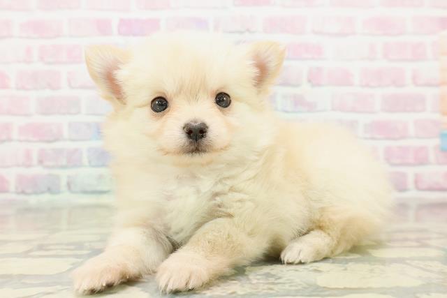 東京都のチワプー/プーチー(チワワ×プードル) (Coo&RIKU浅草店/2025年11月2日生まれ/女の子/クリーム)の子犬の2枚目の画像