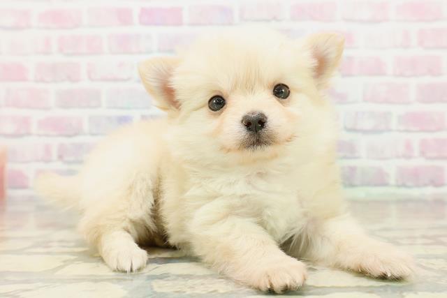 東京都のチワプー/プーチー(チワワ×プードル) (Coo&RIKU浅草店/2025年11月2日生まれ/女の子/クリーム)の子犬の3枚目の画像