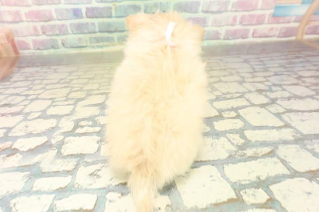 東京都のチワプー/プーチー(チワワ×プードル) (Coo&RIKU浅草店/2025年11月2日生まれ/女の子/クリーム)の子犬の4枚目の画像