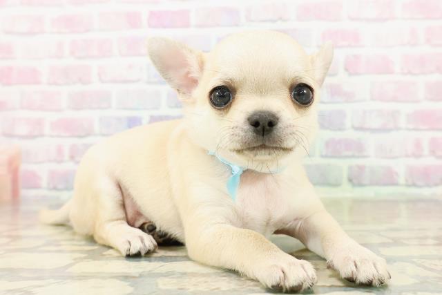 東京都のチワワ(スムース) (Coo&RIKU池袋西口店/2025年11月2日生まれ/男の子/クリーム)の子犬の3枚目の画像