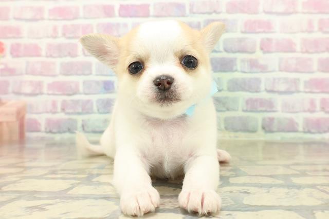 群馬県のチワワ(ロング) (Coo&RIKU伊勢崎店/2025年11月2日生まれ/男の子/ホワイトクリーム)の子犬の1枚目の画像