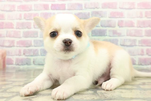 群馬県のチワワ(ロング) (Coo&RIKU伊勢崎店/2025年11月2日生まれ/男の子/ホワイトクリーム)の子犬の2枚目の画像