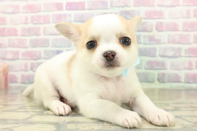 群馬県のチワワ(ロング) (Coo&RIKU伊勢崎店/2025年11月2日生まれ/男の子/ホワイトクリーム)の子犬の3枚目の画像