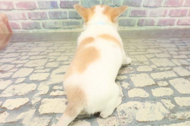 群馬県のチワワ(ロング) (Coo&RIKU伊勢崎店/2025年11月2日生まれ/男の子/ホワイトクリーム)の子犬の4枚目の画像