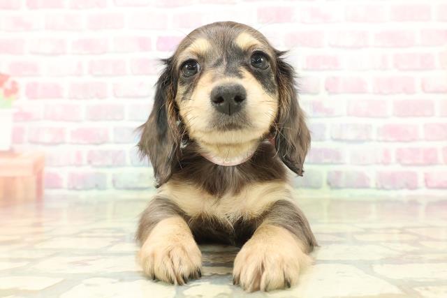 群馬県のミニチュアダックスフンド(ロング) (Coo&RIKU前橋店/2025年11月3日生まれ/女の子/シルバーダップル)の子犬の1枚目の画像