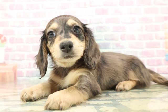 群馬県のミニチュアダックスフンド(ロング) (Coo&RIKU前橋店/2025年11月3日生まれ/女の子/シルバーダップル)の子犬の2枚目の画像