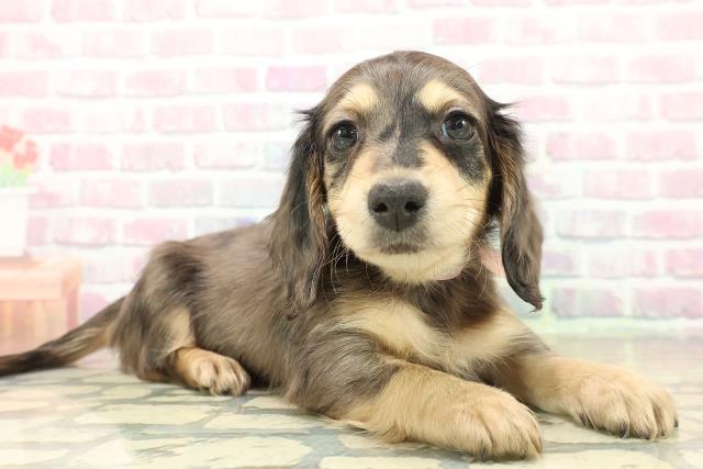 群馬県のミニチュアダックスフンド(ロング) (Coo&RIKU前橋店/2025年11月3日生まれ/女の子/シルバーダップル)の子犬の3枚目の画像