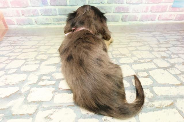 群馬県のミニチュアダックスフンド(ロング) (Coo&RIKU前橋店/2025年11月3日生まれ/女の子/シルバーダップル)の子犬の4枚目の画像