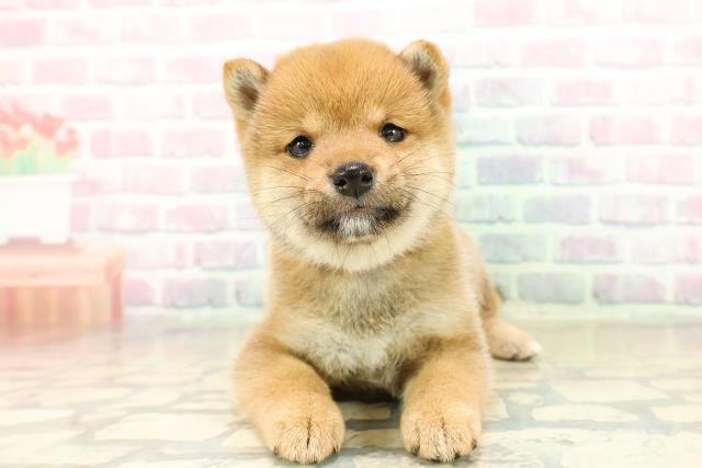 東京都の豆柴 (Coo&RIKU武蔵小山店/2025年11月3日生まれ/女の子/赤)の子犬の1枚目の画像