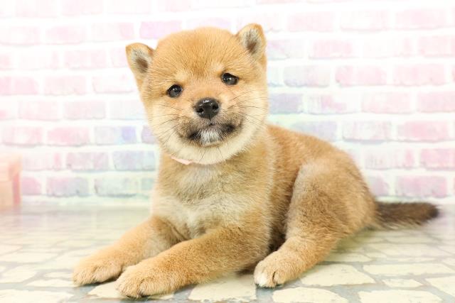 東京都の豆柴 (Coo&RIKU武蔵小山店/2025年11月3日生まれ/女の子/赤)の子犬の2枚目の画像