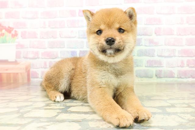 東京都の豆柴 (Coo&RIKU武蔵小山店/2025年11月3日生まれ/女の子/赤)の子犬の3枚目の画像