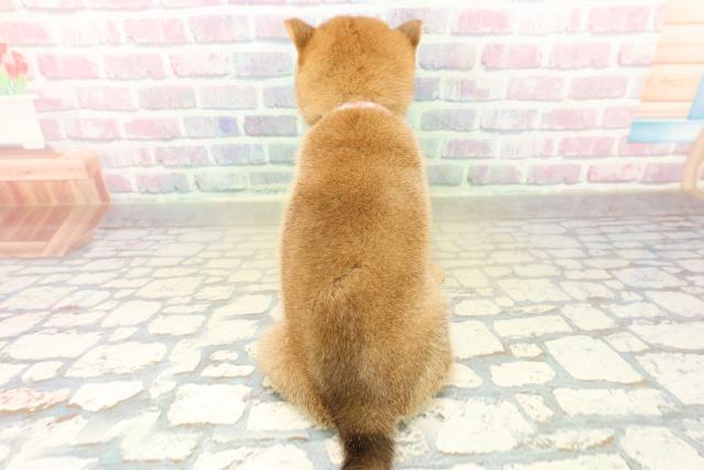 東京都の豆柴 (Coo&RIKU武蔵小山店/2025年11月3日生まれ/女の子/赤)の子犬の4枚目の画像