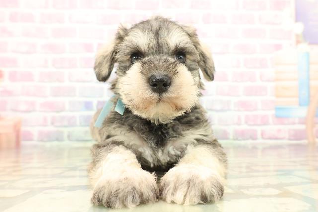 群馬県のミニチュアシュナウザー (Coo&RIKU前橋店/2025年11月3日生まれ/男の子/ソルトペッパー)の子犬の1枚目の画像