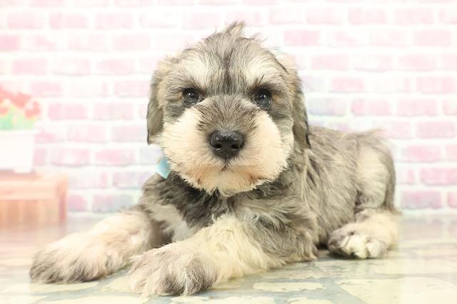 群馬県のミニチュアシュナウザー (Coo&RIKU前橋店/2025年11月3日生まれ/男の子/ソルトペッパー)の子犬の2枚目の画像