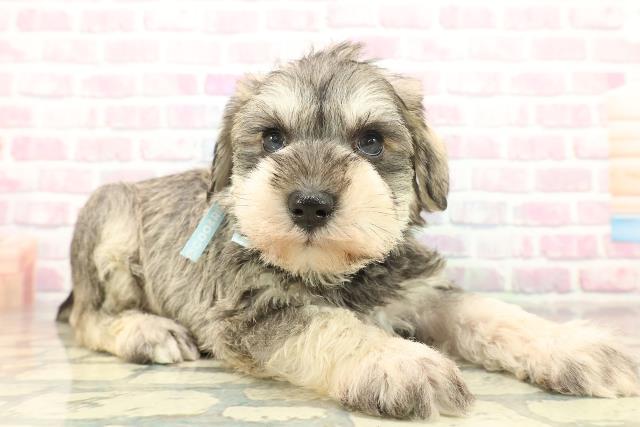 群馬県のミニチュアシュナウザー (Coo&RIKU前橋店/2025年11月3日生まれ/男の子/ソルトペッパー)の子犬の3枚目の画像