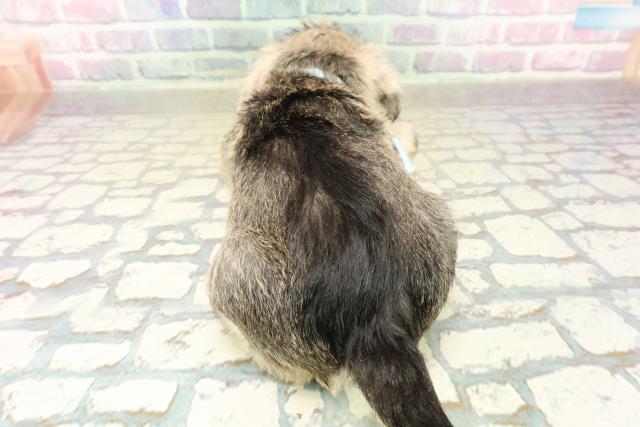 群馬県のミニチュアシュナウザー (Coo&RIKU前橋店/2025年11月3日生まれ/男の子/ソルトペッパー)の子犬の4枚目の画像