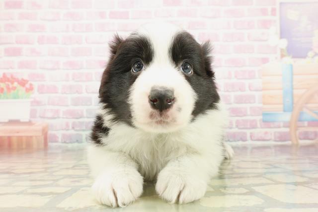 東京都のボーダーコリー (Coo&RIKU足立本店/2025年10月29日生まれ/男の子/ブラックホワイト)の子犬の1枚目の画像