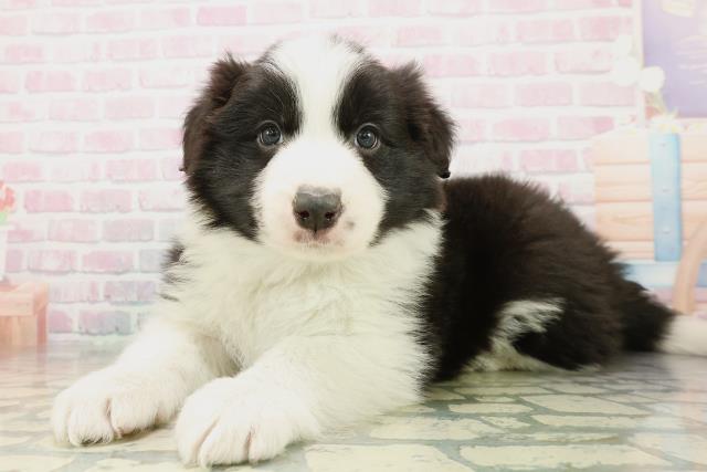 東京都のボーダーコリー (Coo&RIKU足立本店/2025年10月29日生まれ/男の子/ブラックホワイト)の子犬の2枚目の画像