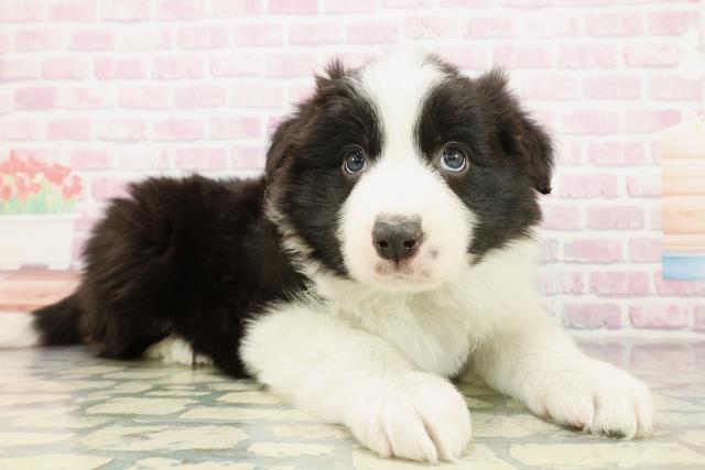 東京都のボーダーコリー (Coo&RIKU足立本店/2025年10月29日生まれ/男の子/ブラックホワイト)の子犬の3枚目の画像