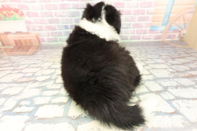 東京都のボーダーコリー (Coo&RIKU足立本店/2025年10月29日生まれ/男の子/ブラックホワイト)の子犬の4枚目の画像