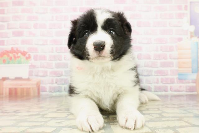 神奈川県のボーダーコリー (Coo&RIKU長津田店/2025年10月29日生まれ/女の子/ブラックホワイト)の子犬