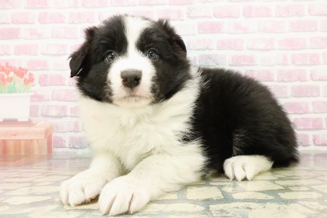 神奈川県のボーダーコリー (Coo&RIKU長津田店/2025年10月29日生まれ/女の子/ブラックホワイト)の子犬の2枚目の画像